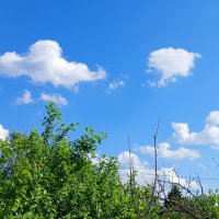 существо спрятался в кусты :: Владимир 
