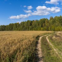 Дорога в поле