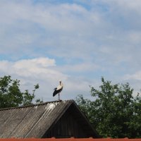 Аист :: Любовь ***