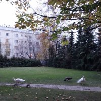 Московский дворик