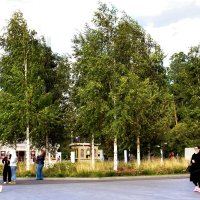 Берёзы при входе на ВДНХ.