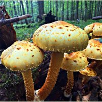 Чешуйчатка.золотистая.
