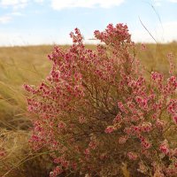 Цветущая степь в сентябре