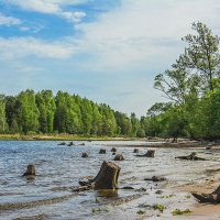 Залив старых пеньков. :: Никита Вихрев