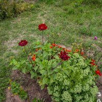 Цветы :: Анатолий Чикчирный Цветы :: Анатолий Чикчирный