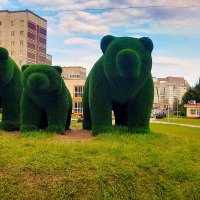 Медведи в городе