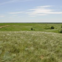 Ковыль.