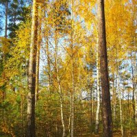 Осень в лесу