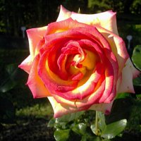 Прекрасная роза. :: Лия ☼ Прекрасная роза. :: Лия ☼