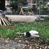 домашние / бездомные :: zavitok *