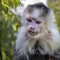 Капуцин