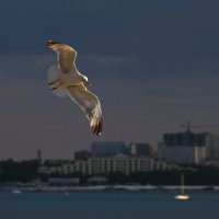 На закате. :: Лютый Дровосек