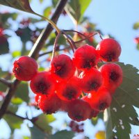 Про свет осенний... :: Андрей Заломленков