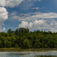 Дикие животные :: Жора Житников Дикие животные :: Жора Житников