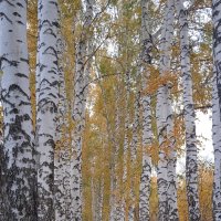 октябрь в берёзовой аллее
