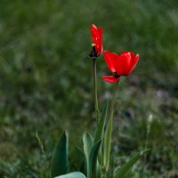 Апрель тюльпановый отрадно воспеваю.