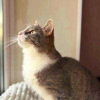 Домашние животные :: Андрей Л. В.