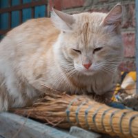 Дворовые "бабки Ёшки" :: Игорь Протасов
