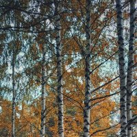 В вальсе осеннем золото берёз...