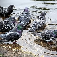 Водные продцедуры