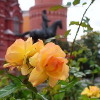Сегодняшние розы с самого центра столицы для Николая Кондакова.