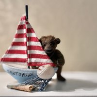 Я мечтал о морях и кораллах…