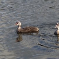Птенцы чомги