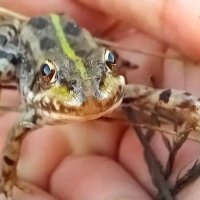 Дикие животные
