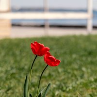 Апрель 2026 год. Керчь, Республика Крым, Россия. :: Анатолий Щербак Апрель 2026 год. Керчь, Республика Крым, Россия. :: Анатолий Щербак