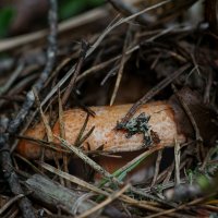 Рыжик настоящий, сосновый, или боровой (Lactarius deliciosus)...