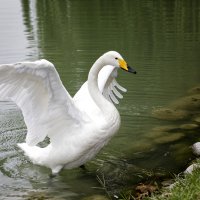 Красавчик