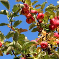 Природа