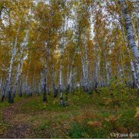 Осень в лесу :: Студия фотографии