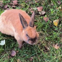 Кролик, который гуляет сам по себе. :: Ольга Кролик, который гуляет сам по себе. :: Ольга