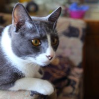 Котик Барсик