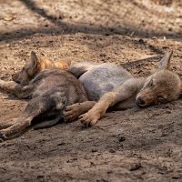 Маленькие волки