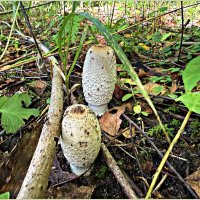 Навозники.