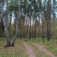 Дорожка в лесу . Сентябрь .
