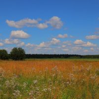 поля :: Владимир иванов