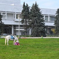 Уличные зарисовки. Сентябрь. Ульяновск. :: Александр Беляков Уличные зарисовки. Сентябрь. Ульяновск. :: Александр Беляков