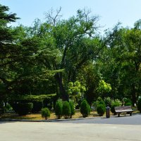 Феодосия. Старый вяз в Юбилейном парке летом.