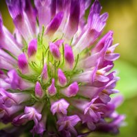 Клевер луговой (Trifolium pratense)
