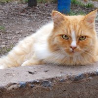 Ну что, фотограф, так нормально смотрюсь? :-)