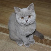 Серый котенок :: Наталья ***
