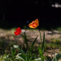 Тюльпановый апрель главенствует повсюду. :: Анатолий Щербак Тюльпановый апрель главенствует повсюду. :: Анатолий Щербак