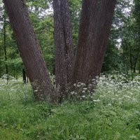 в Дворцовом парке