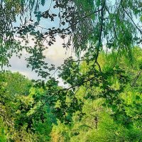 В ботаническом саду