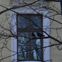 Голуби в окне