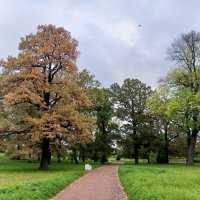 Осень :: Сапсан 