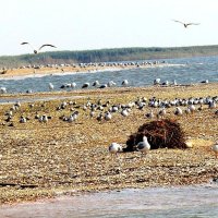 НА БЕРЕГУ АЗОВСКОГО
